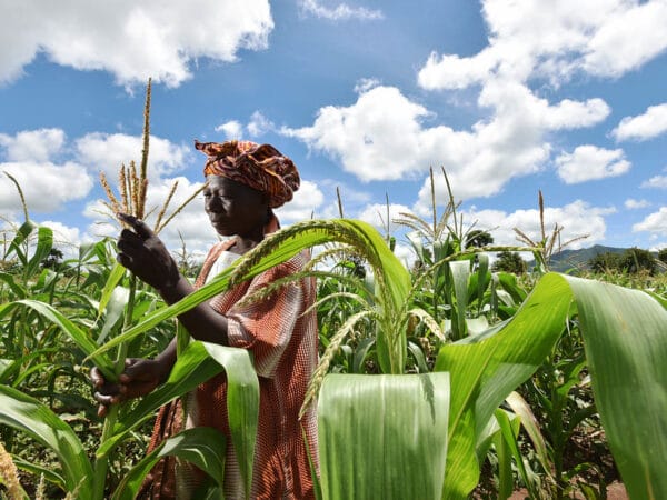 Malawi maize 1