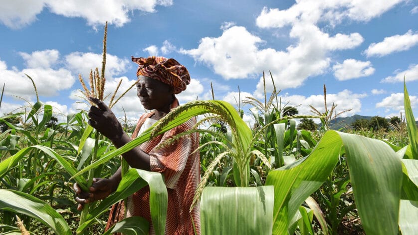 Malawi maize 1